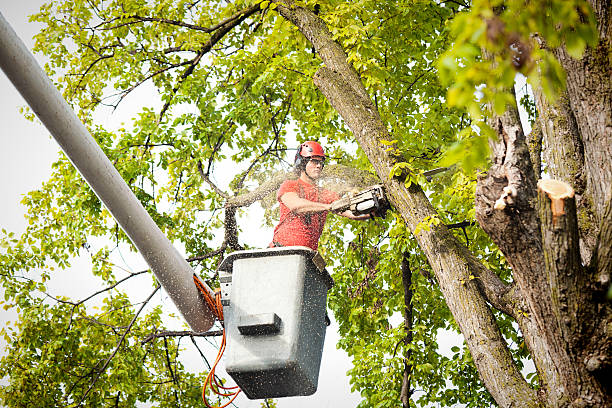 Why Choose Our Tree Removal Services in Clemson University, SC?